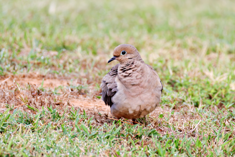 Mourning Dove Standing In My Yard