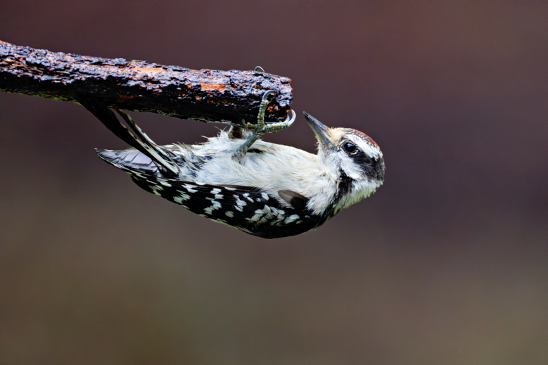 A Young Downy Woodpecker Upside Down On A Wet Vine