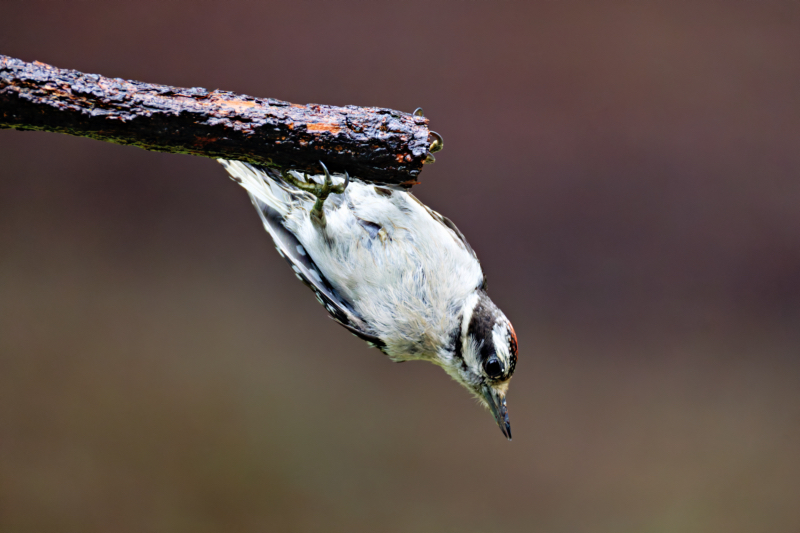 A Young Downy Woodpecker Hanging Upside Down And Looking Down