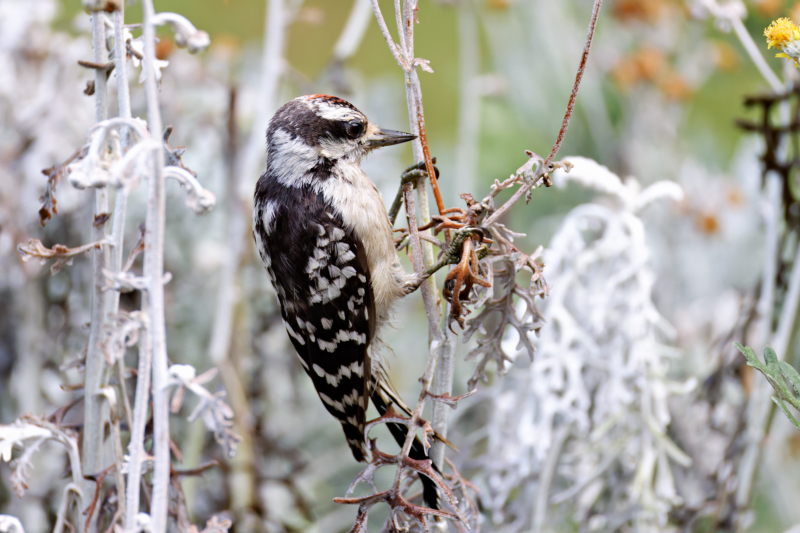 Young Downy Woodpecker In The Flowers