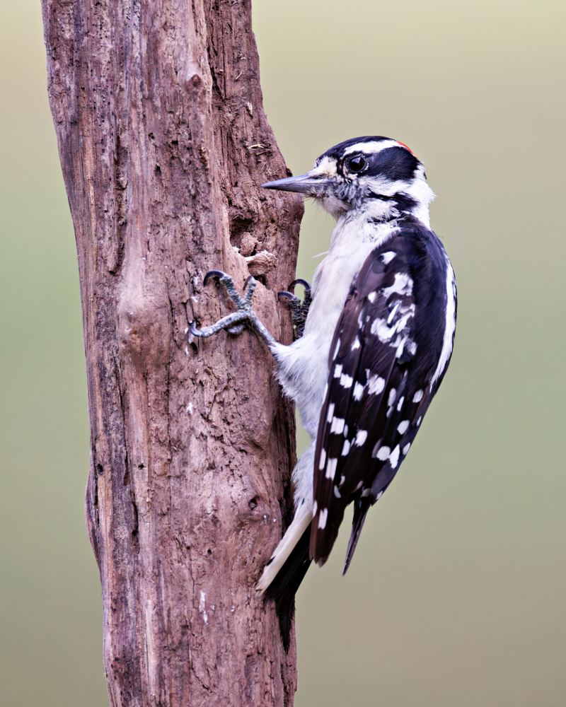 Downy Woodpecker On My New Driftwood Setup