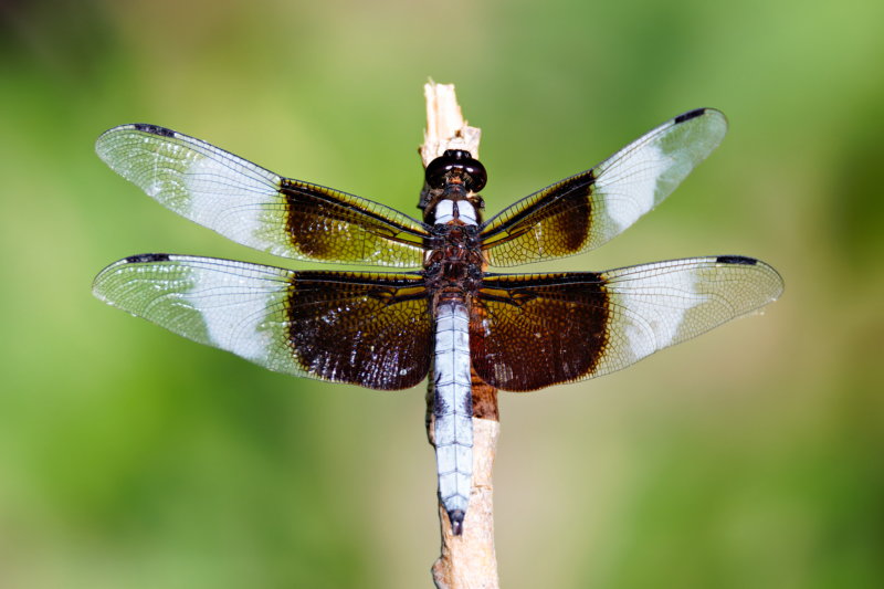 Dragonfly On A Stick - Closeup