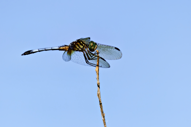 Dragonfly Perched With Its Wings Forward