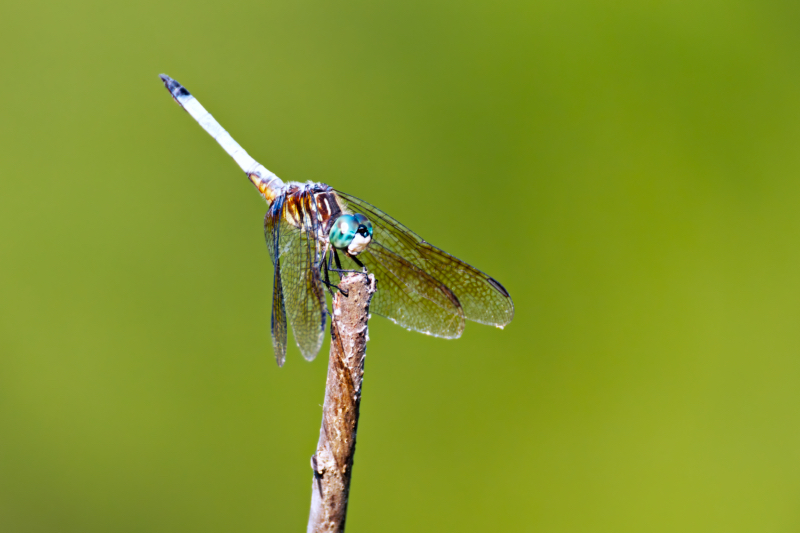 A Different View Of A Dragonfly Perched On A Limb With Its Wings Forward