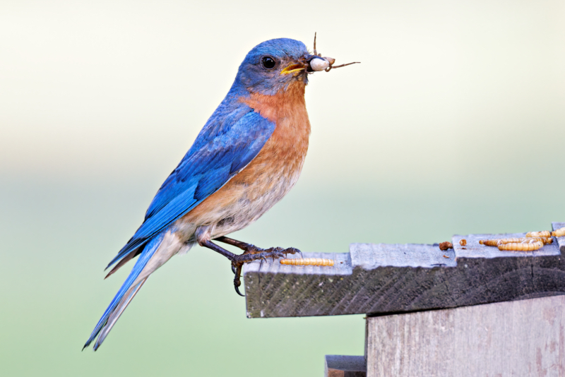 Male Eastern Bluebird With Spider and Spider Egg Sac