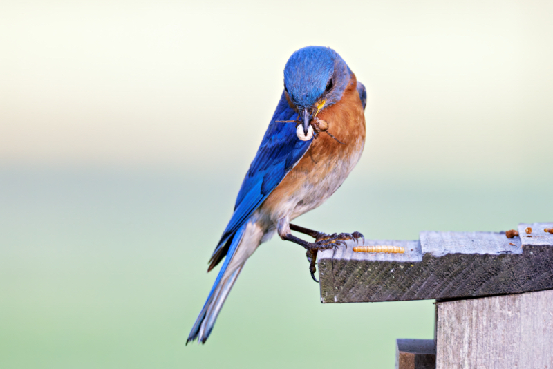 Male Eastern Bluebird With Spider and Spider Egg Sac