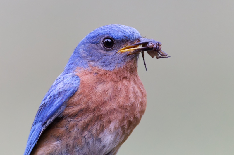 Male Eastern Bluebird With Large Spider in His Beak