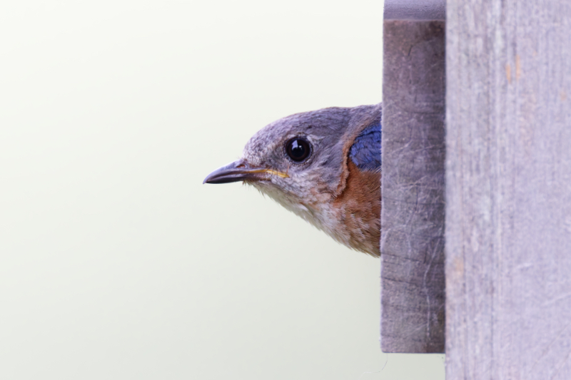 Female Eastern Bluebird Peeking Out of the Birdhouse