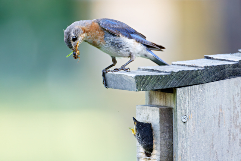 Eastern Bluebird With Food Looking Down At Its Young