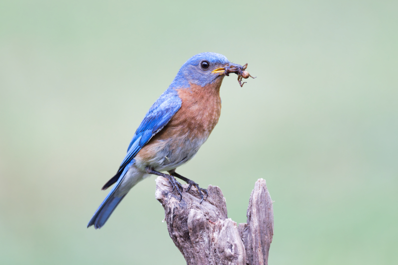 Male Eastern Bluebird Perched With Large Spider in His Beak