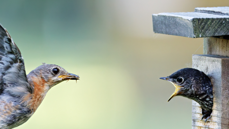 Eastern Bluebird Flying In With Food For Young