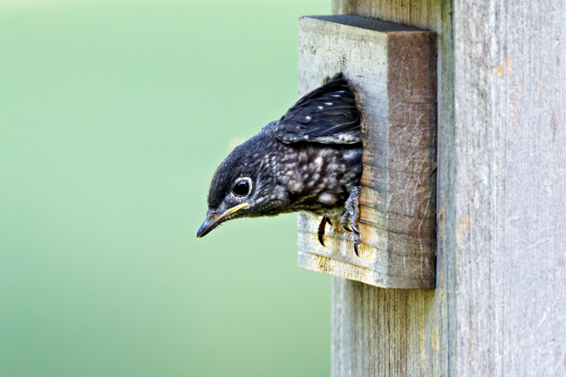 A Young Eastern Bluebird Preparing To Leave Nest