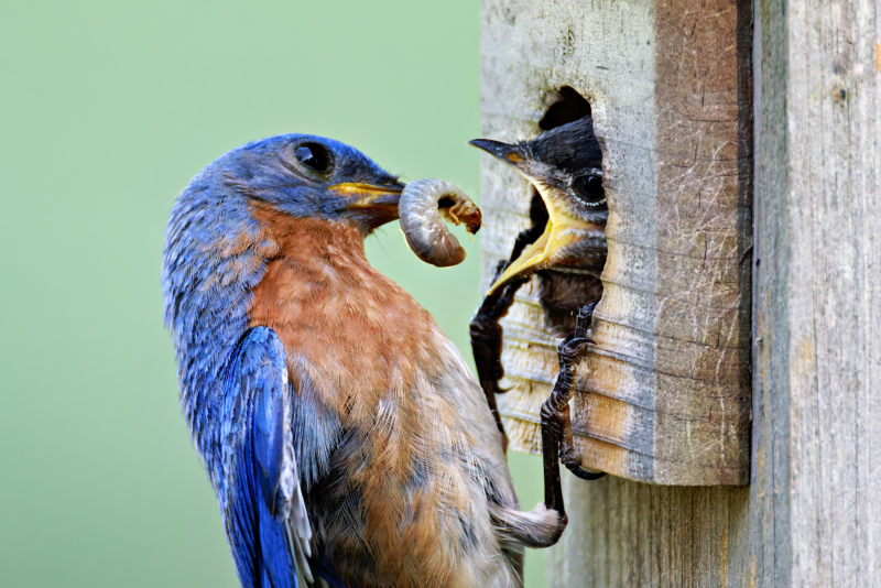 Eastern Bluebird Feeding Grub Worm To Its Young