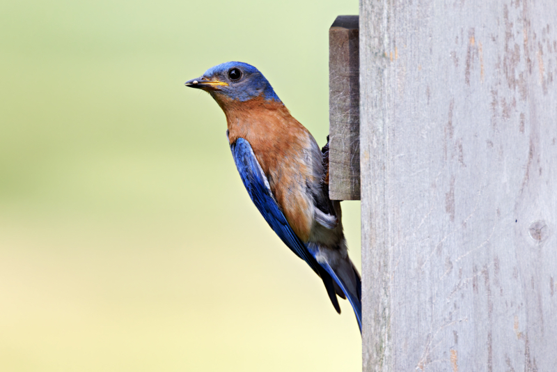 Male Eastern Bluebird With A Tiny Morsel In His Beak