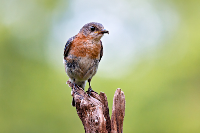 Female Eastern Bluebird Carrying Something Small In Her Beak