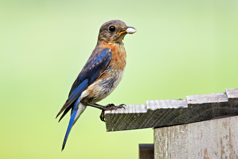 Eastern Bluebird With Spider Egg Sac