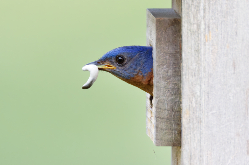 Male Eastern Bluebird Removing a Fecal Sac From the Nest