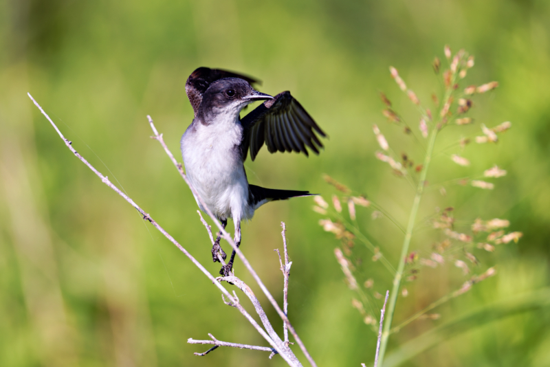 Eastern Kingbird Leaving Perch