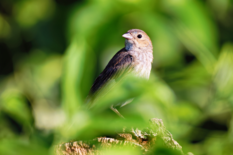 A Female Indigo Bunting Surrounded By Green Leaves