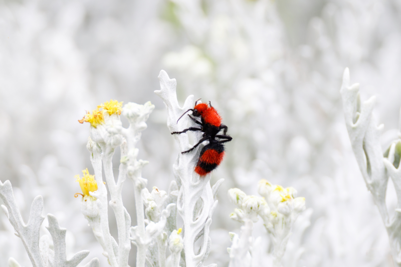 A Velvet Ant Encounter in Arkansas - Steve Creek Wildlife Photography