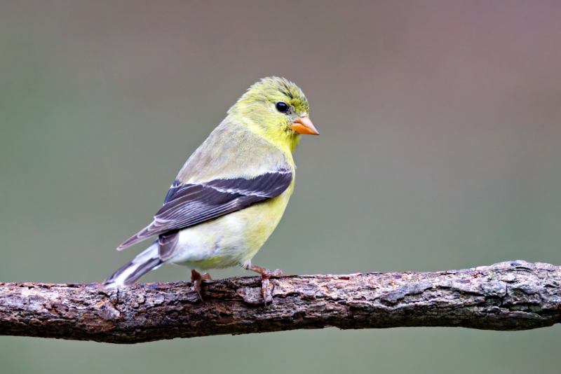 Male Gold Finch Making A Surprise Visit