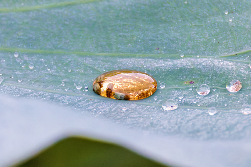 Golden Water Drop On Lotus Leaf