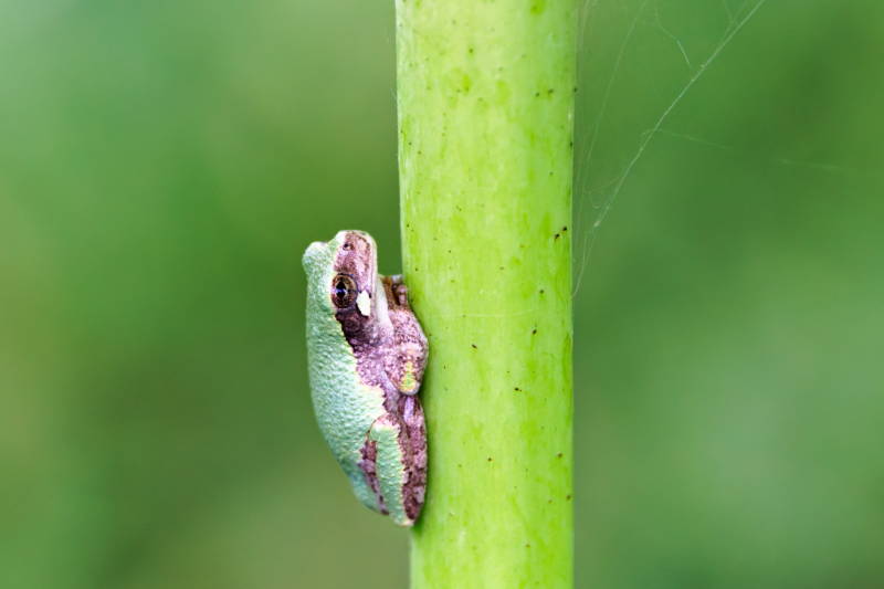 Gray Tree Frog On Lotus Stem