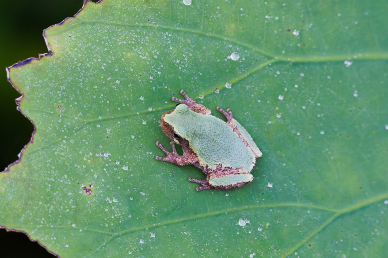 Gray Tree Frog On Lotus Leaf