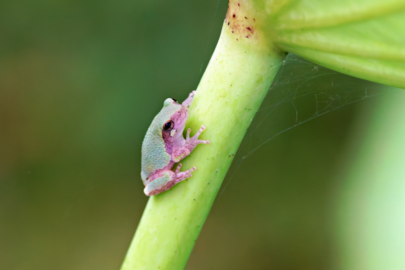 A Small Gray Tree Frog On Lotus Stem