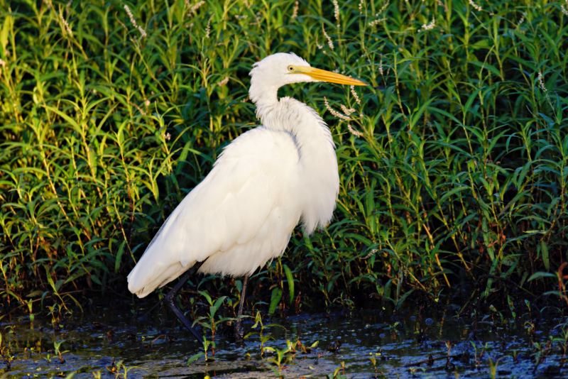 A Great Egret With Sore Spot Behind Its Neck