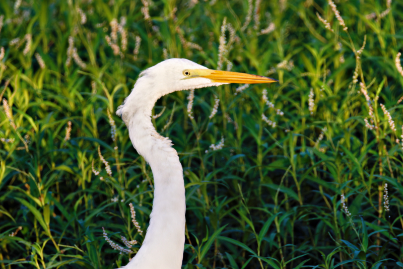 A Great Egret With Sore Spot On Its Neck