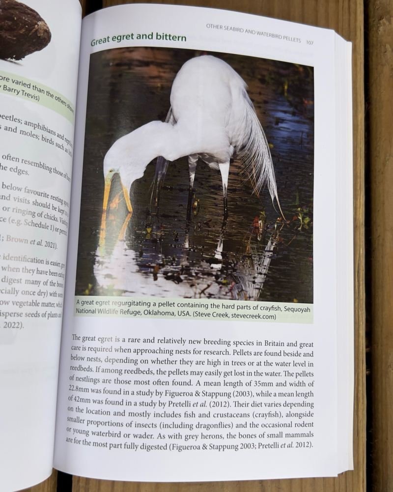 My Photo In the book "Bird Pellets: A Complete Photographic Guide Book"