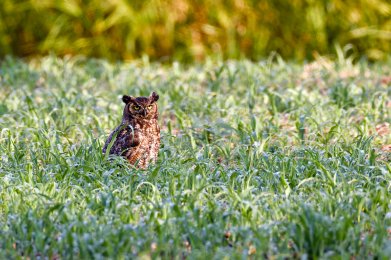 A Great Horned Owl Standing In A Field At Sequoyah National Wildlife Refuge