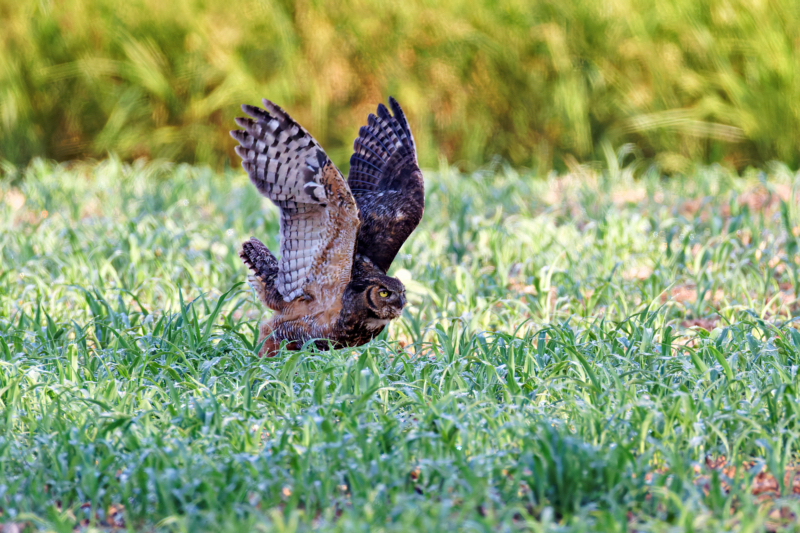 A Great Horned Owl Lifting Off From The Ground