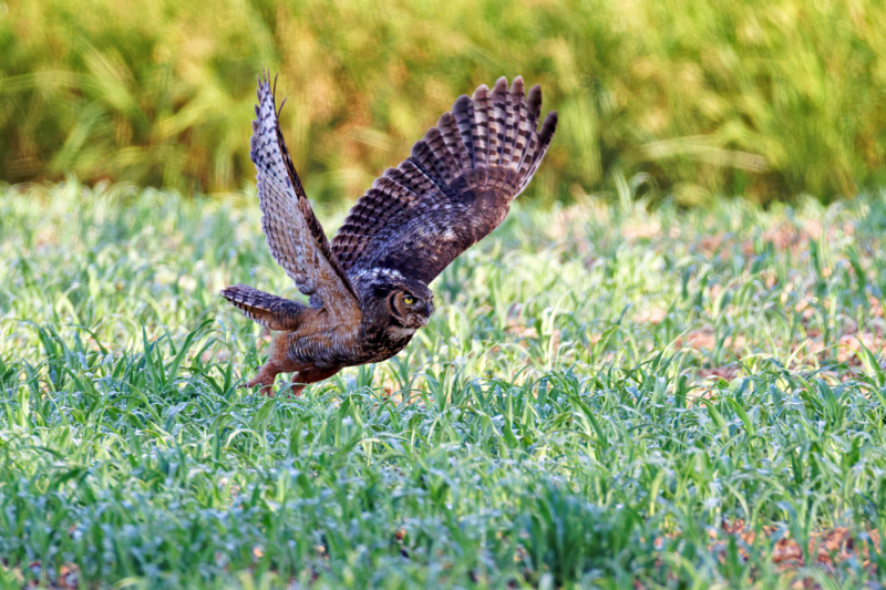 A Great Horned Owl Clearing Ground On Lift Off