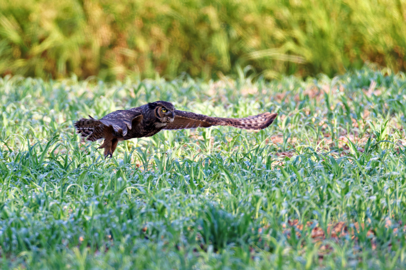 A Great Horned Owl With Wings Out Straight After Lifting Off From The Ground