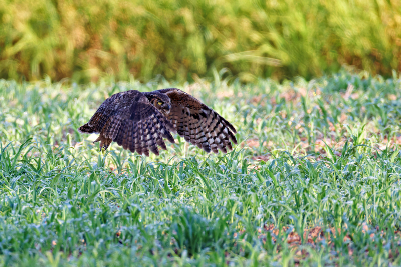 A Great Horned Owl With Wings Out Front After Lifting Off From The Ground