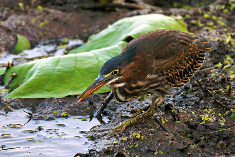 A Green Heron After Catching A Very Small Prey