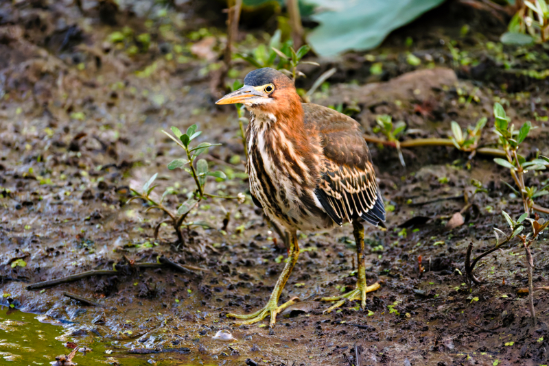 A Green Heron Standing Near A Pool Of Water