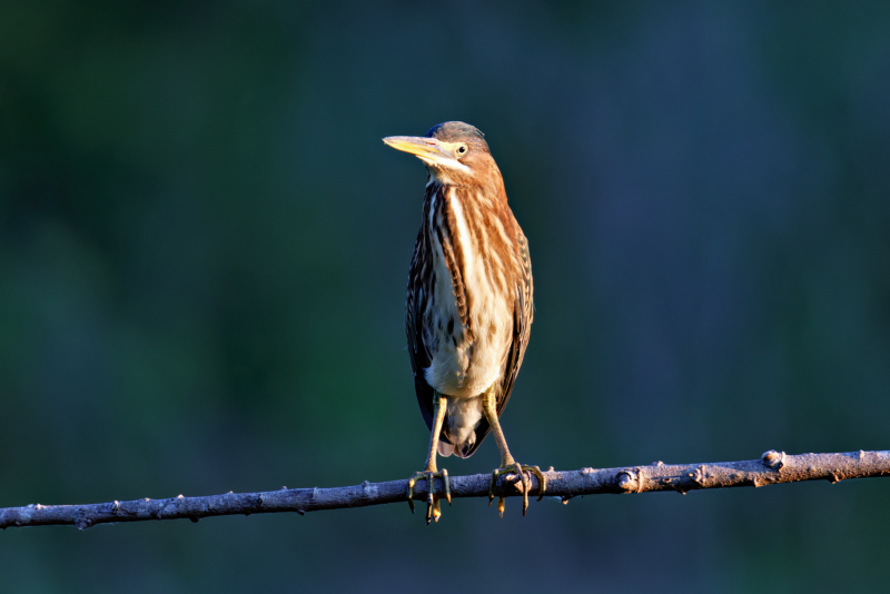 A Green Heron Perched On A Limb Facing Toward The Sunrise