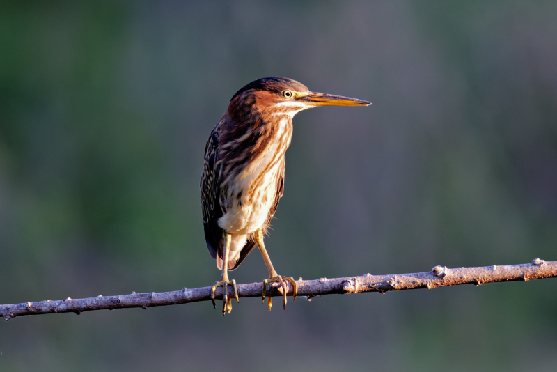 A Green Heron Perched On A Limb Facing The Sunrise