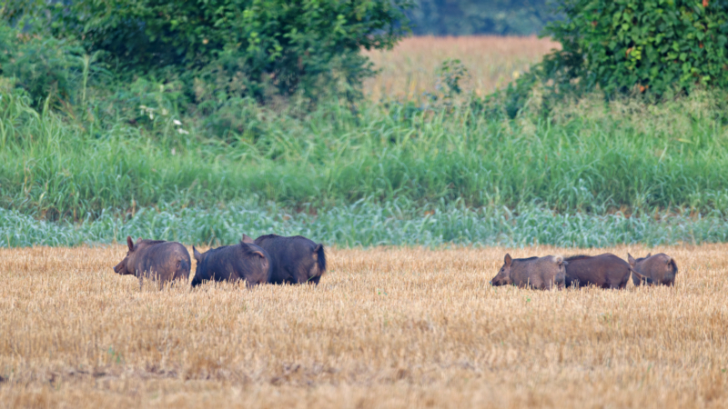 A Group Of Hogs In A Harvested Wheat Field Located At Sequoyah National Wildlife Refuge