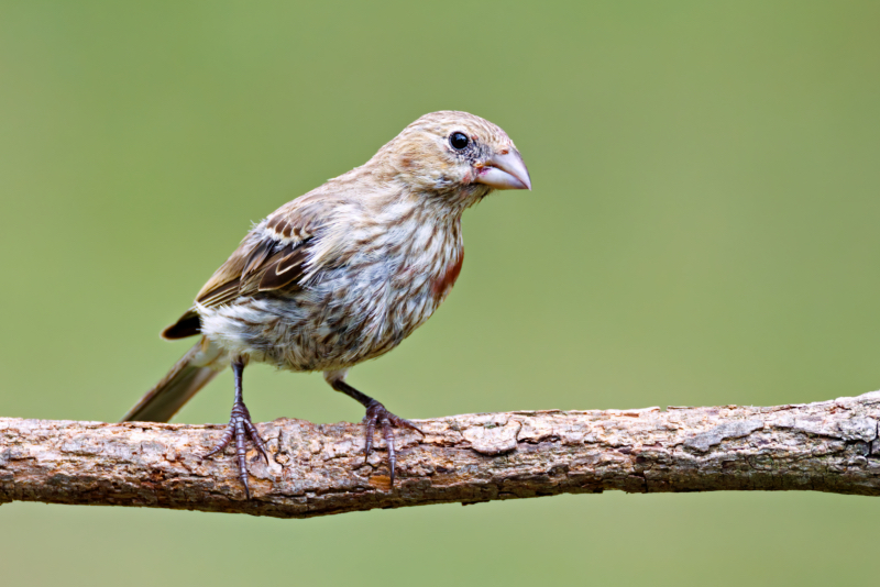 House Finch Waiting To DrOp Down To The Bird Feeder