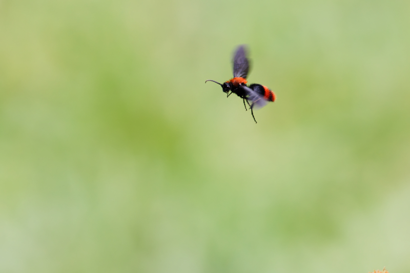 Male Velvet Ant In Flight