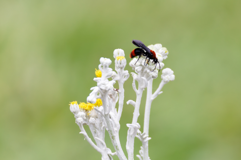 Male Velvet Ant