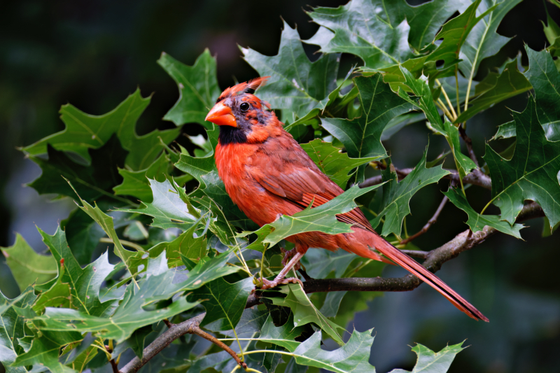 A Male Northern Cardinal Molting Its Head Feathers