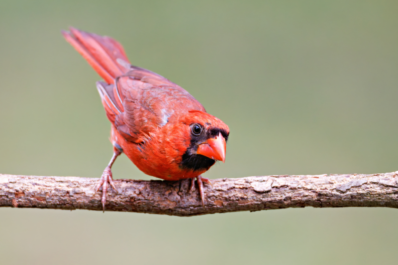 Male Northern Cardinal Preparing To Drop To Feeder