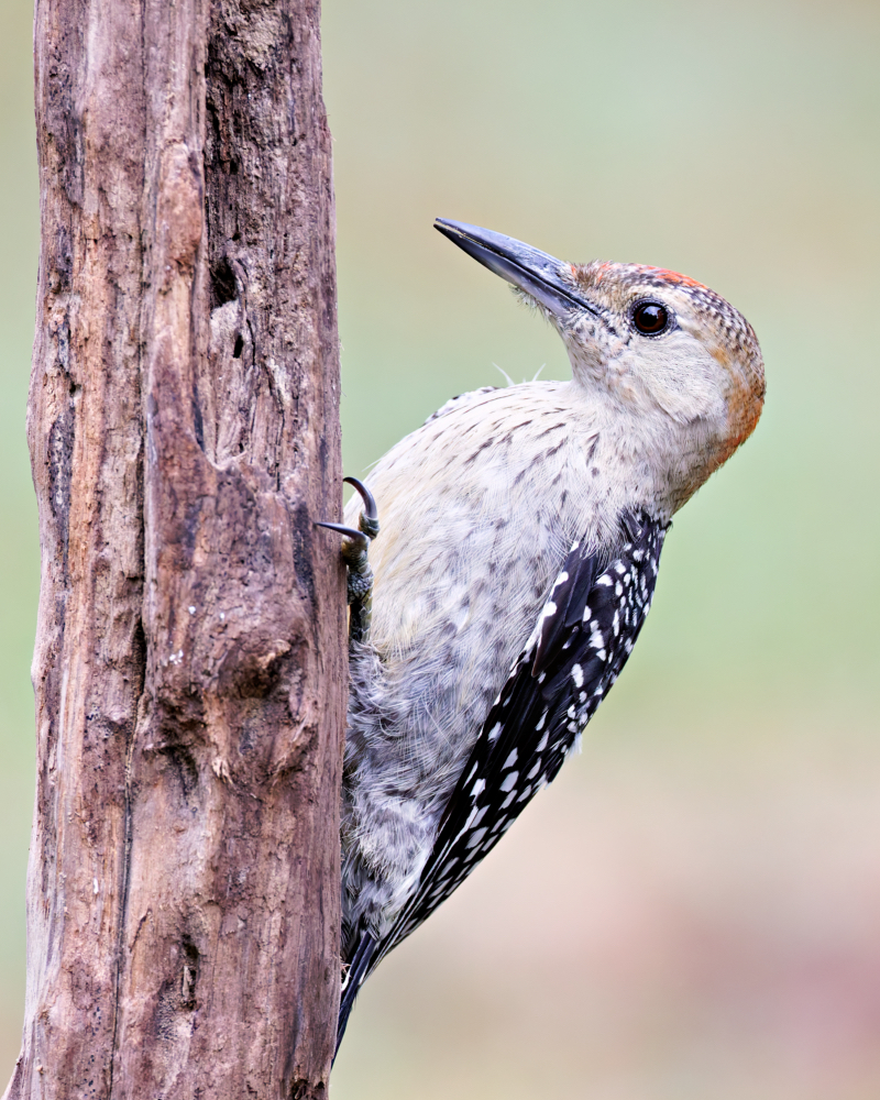 Young Red-bellied Woodpecker On New Driftwood Setup