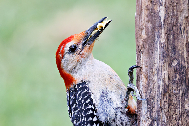 Red-bellied Woodpecker With A Beak Full Of Suet