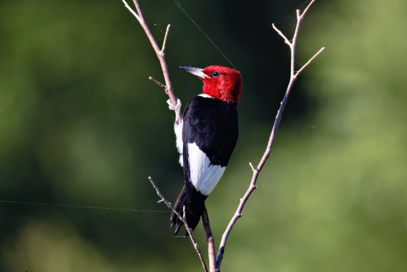 Red-headed Woodpecker Perched On Branch With Spider Webs